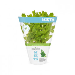 MIĘTA XXL DONICZKA POLSKA 1SZT BAZIÓŁKA