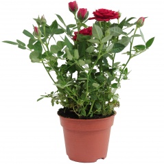 Róża doniczkowa mix 