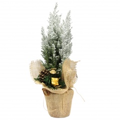 Cyprys w ozdobnej folii 