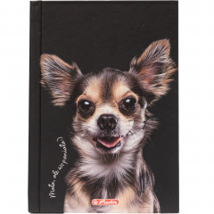 Brulion Herlitz a6 80k kratka crazy animal 