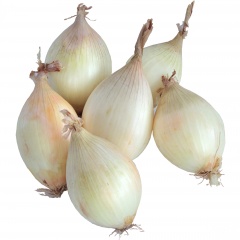 Cebula cukrowa-polska 