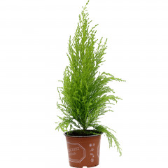 Kwiat cyprysik d12 jasny 