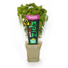 Zioła Pokarm Życia bazylia xxl 1szt doniczka 