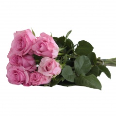 Kwiat róża cięta mix(40cm) 7szt 