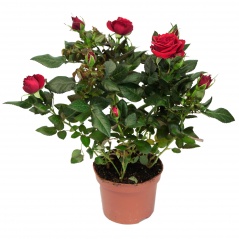 Róża w doniczce 