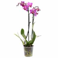 Kwiat storczyk 1-pędowy 