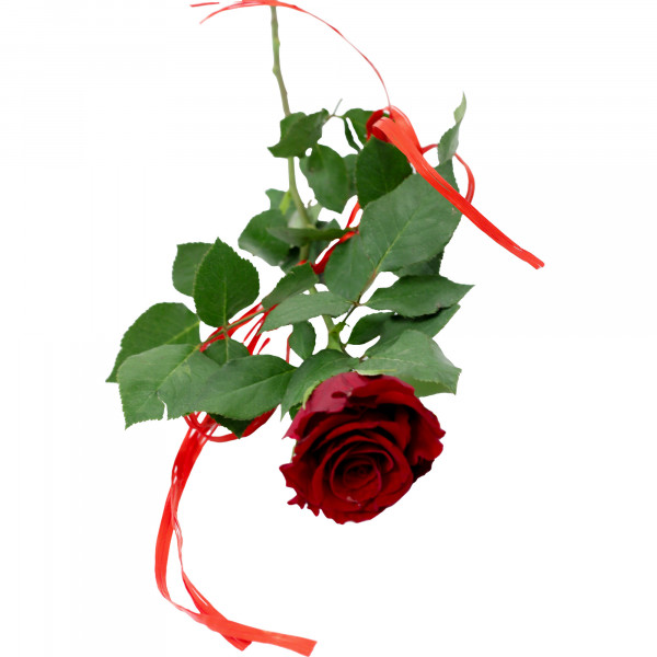 Kwiat Róża 50cm - 1szt 