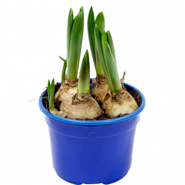 Szafirek doniczka średnica 9 cm 1 sztuka