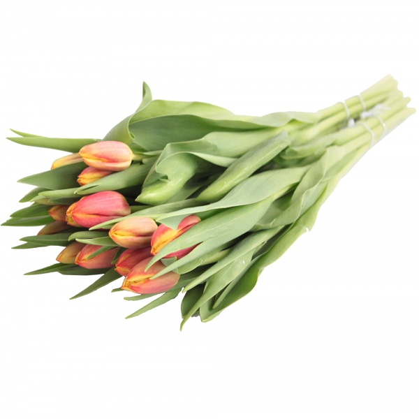 Bukiet tulipany premium 14szt 