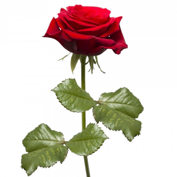Kwiat róża 50cm 