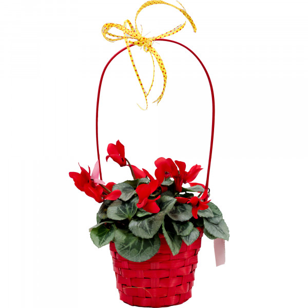 Kwiat Cyclamen kompozycja 